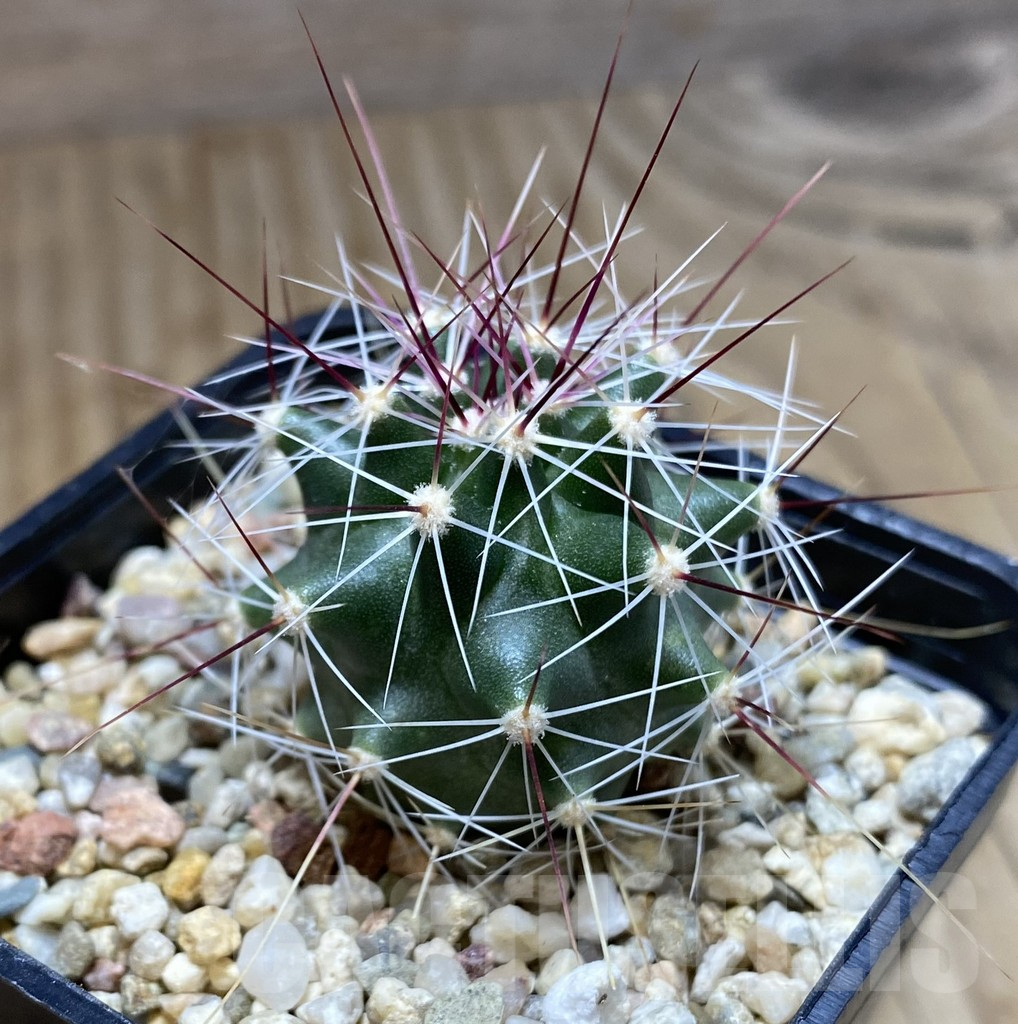 SHPR38265 Ferocactus haematacanthus -El Amparo- – Image 2