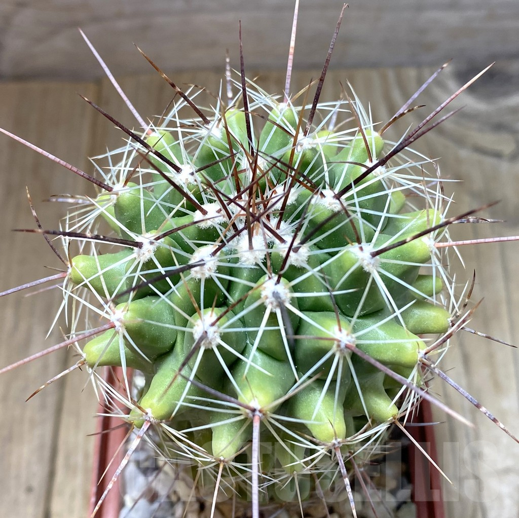 SHPR38260 Thelocactus saussieri 10 old years