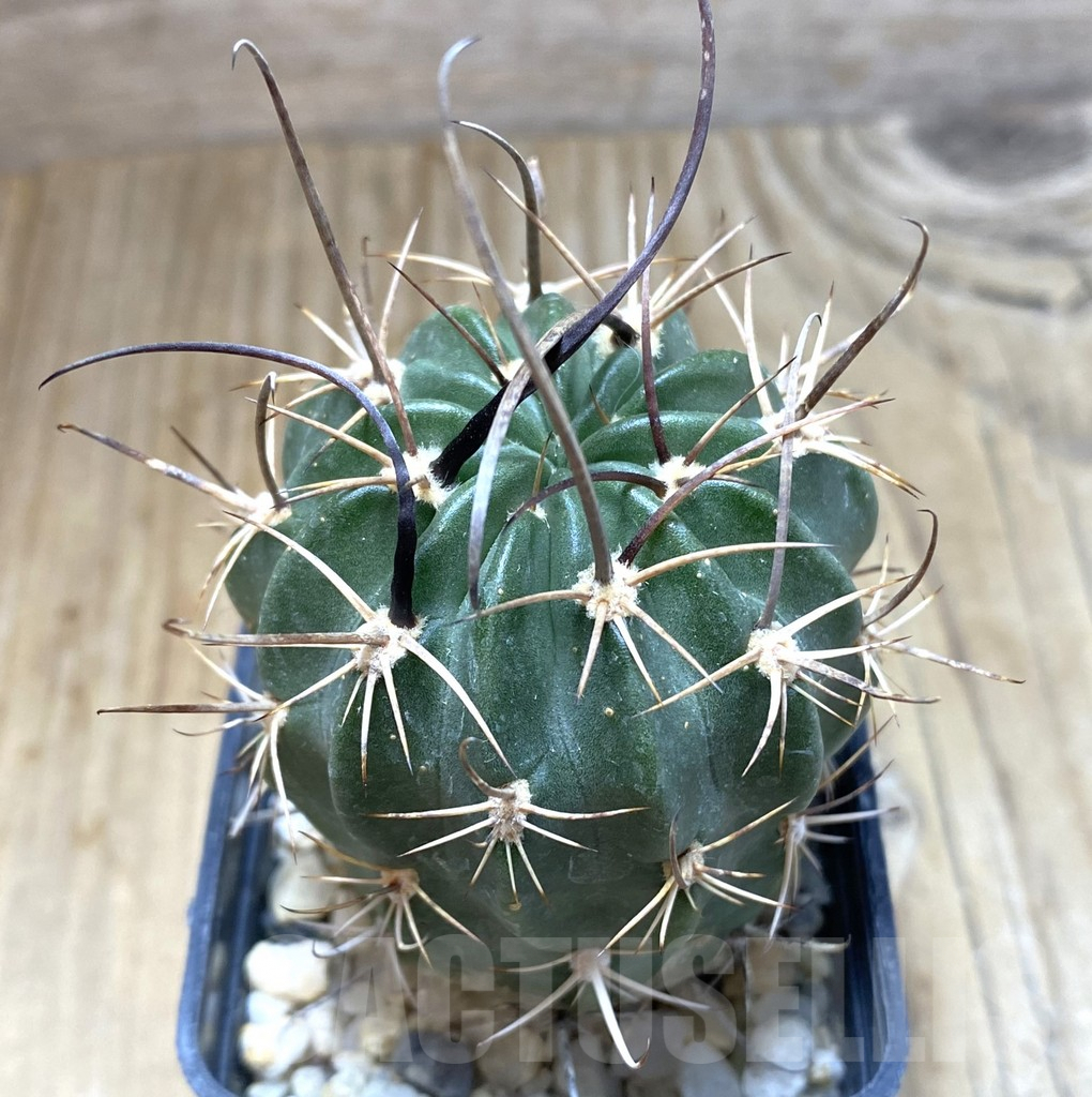 SHPR38266 Lobivia cinnabarina v. grandiflora