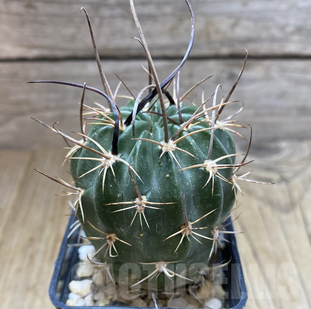 SHPR38266 Lobivia cinnabarina v. grandiflora – Image 2