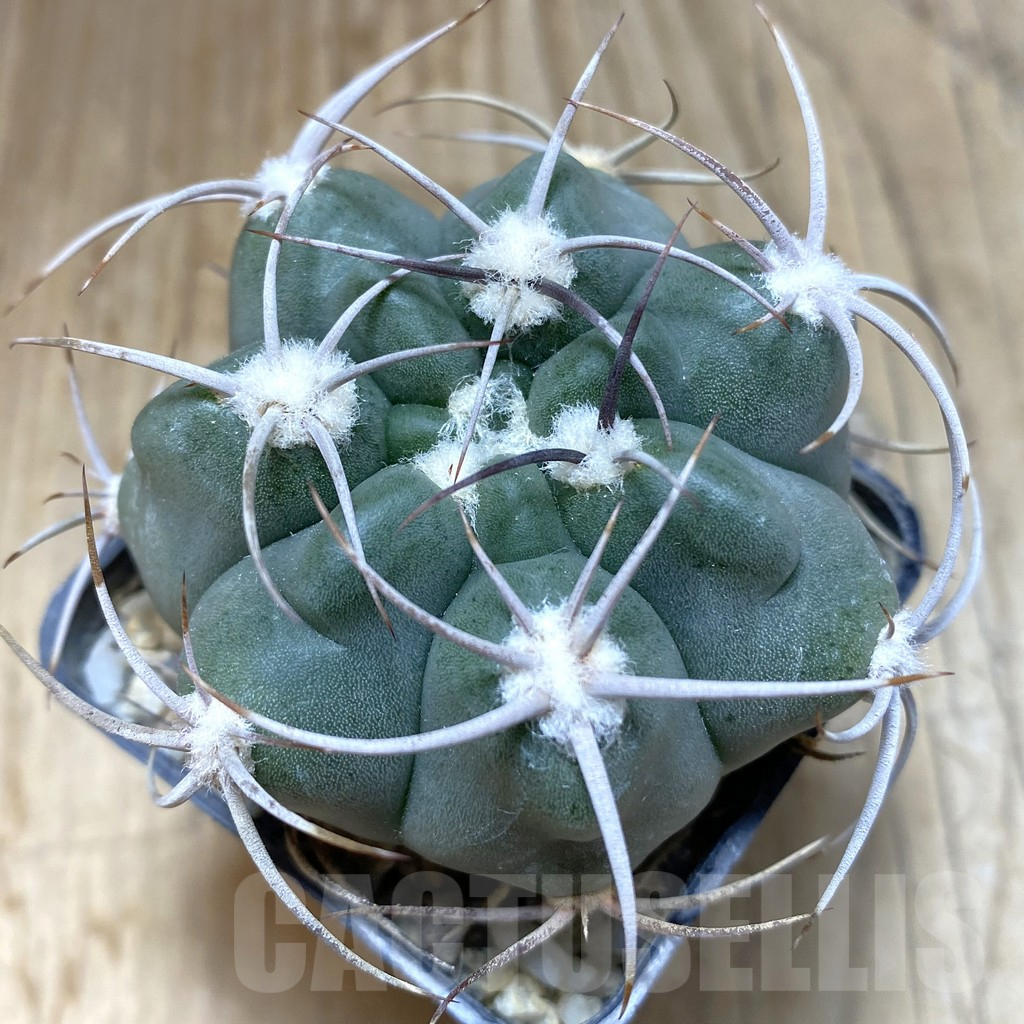 SHPR38267 Gymnocalycium mostii v. miradorense