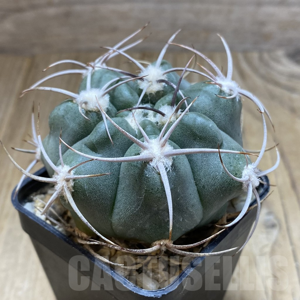 SHPR38267 Gymnocalycium mostii v. miradorense – Image 2