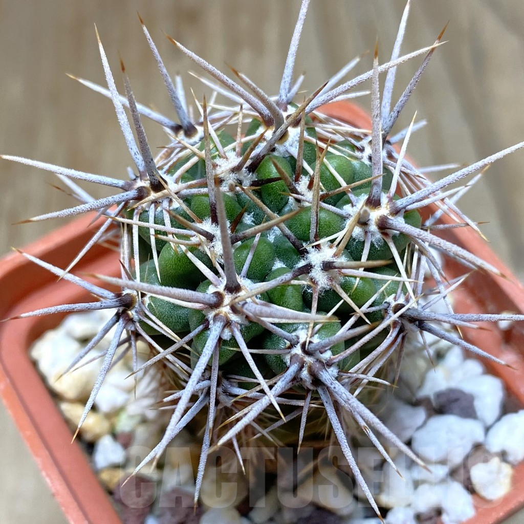 SHPR38268 Gymnocalycium horridispinum STO-480