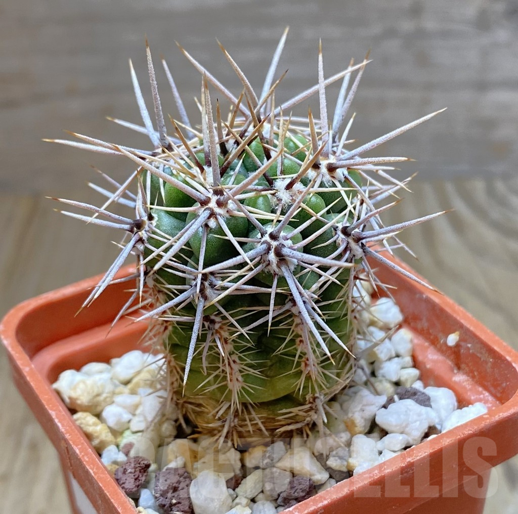 SHPR38268 Gymnocalycium horridispinum STO-480 – Image 2