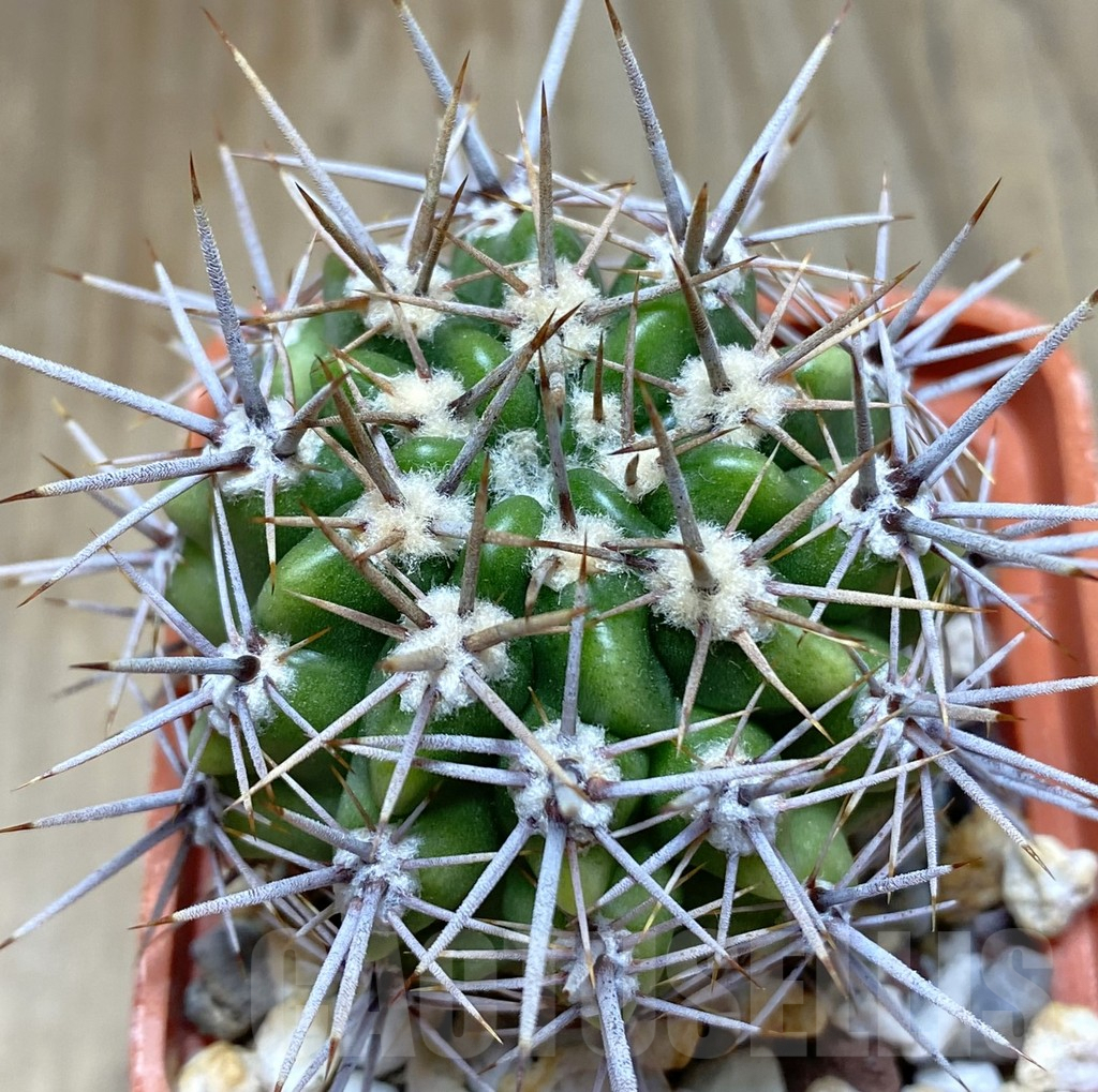 SHPR38269 Gymnocalycium horridispinum STO-480