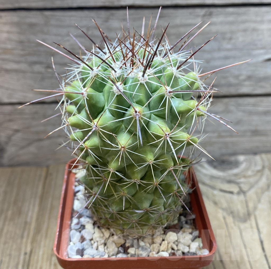 SHPR38260 Thelocactus saussieri 10 old years – Image 2
