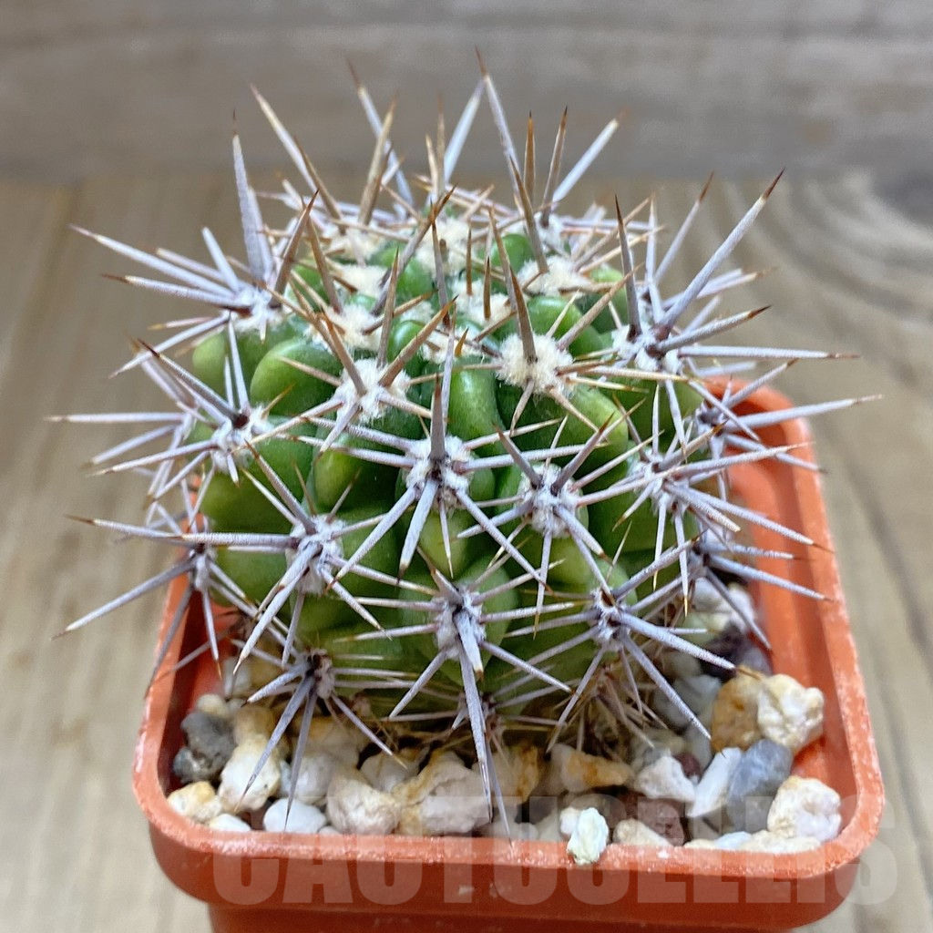 SHPR38269 Gymnocalycium horridispinum STO-480 – Image 2