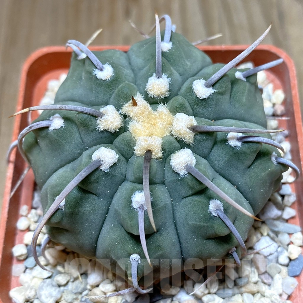 SHPR38270 Gymnocalycium vatteri old 10 years