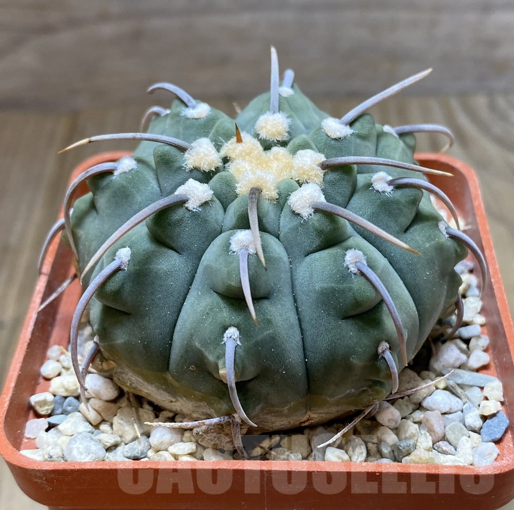 SHPR38270 Gymnocalycium vatteri old 10 years - Image 2