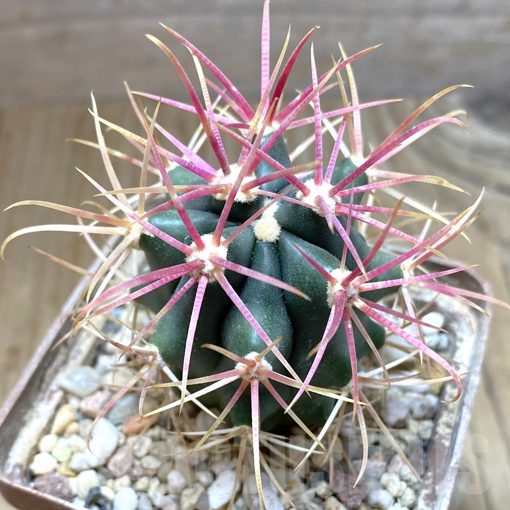 SHPR38261 Ferocactus gracilis -Punta Prieta-