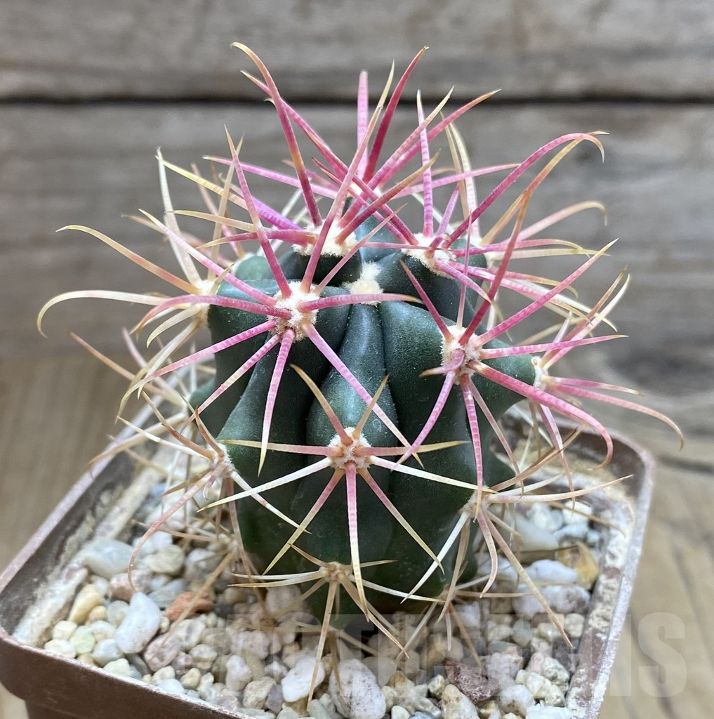 SHPR38261 Ferocactus gracilis -Punta Prieta- – Image 2