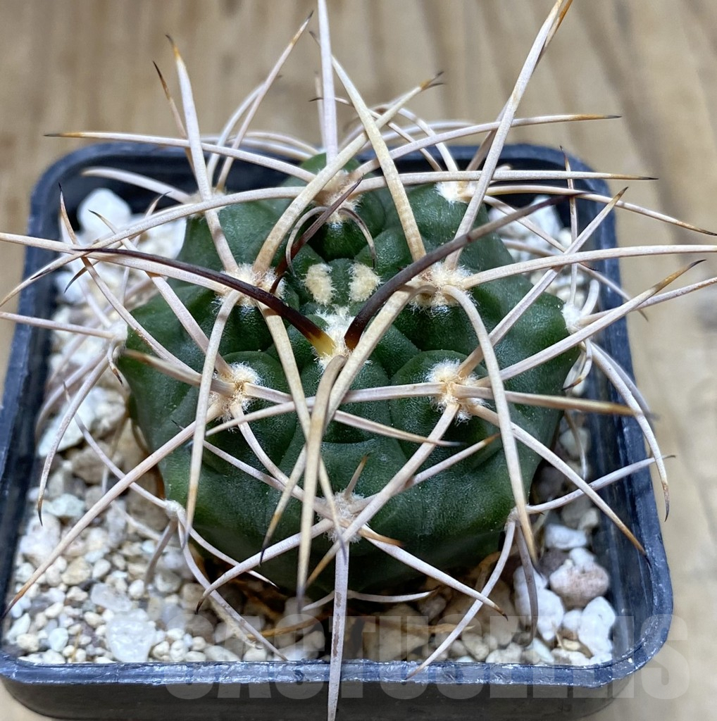 SHPR38285 Gymnocalycium mazanense v. polycephalum