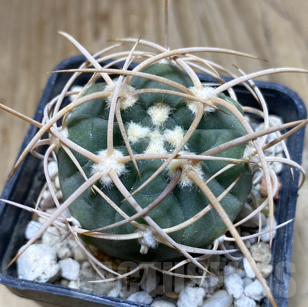 SHPR38286 Gymnocalycium mazanense v. polycephalum