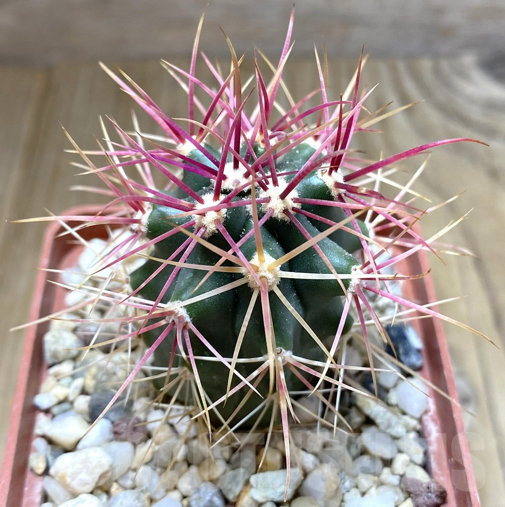 SHPR38262 Ferocactus gracilis -Punta Prieta-