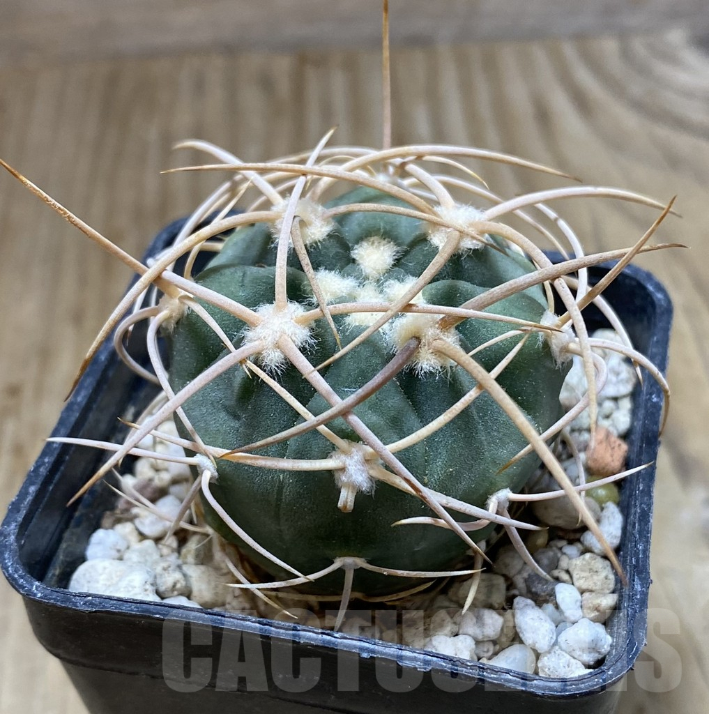 SHPR38286 Gymnocalycium mazanense v. polycephalum - Image 2