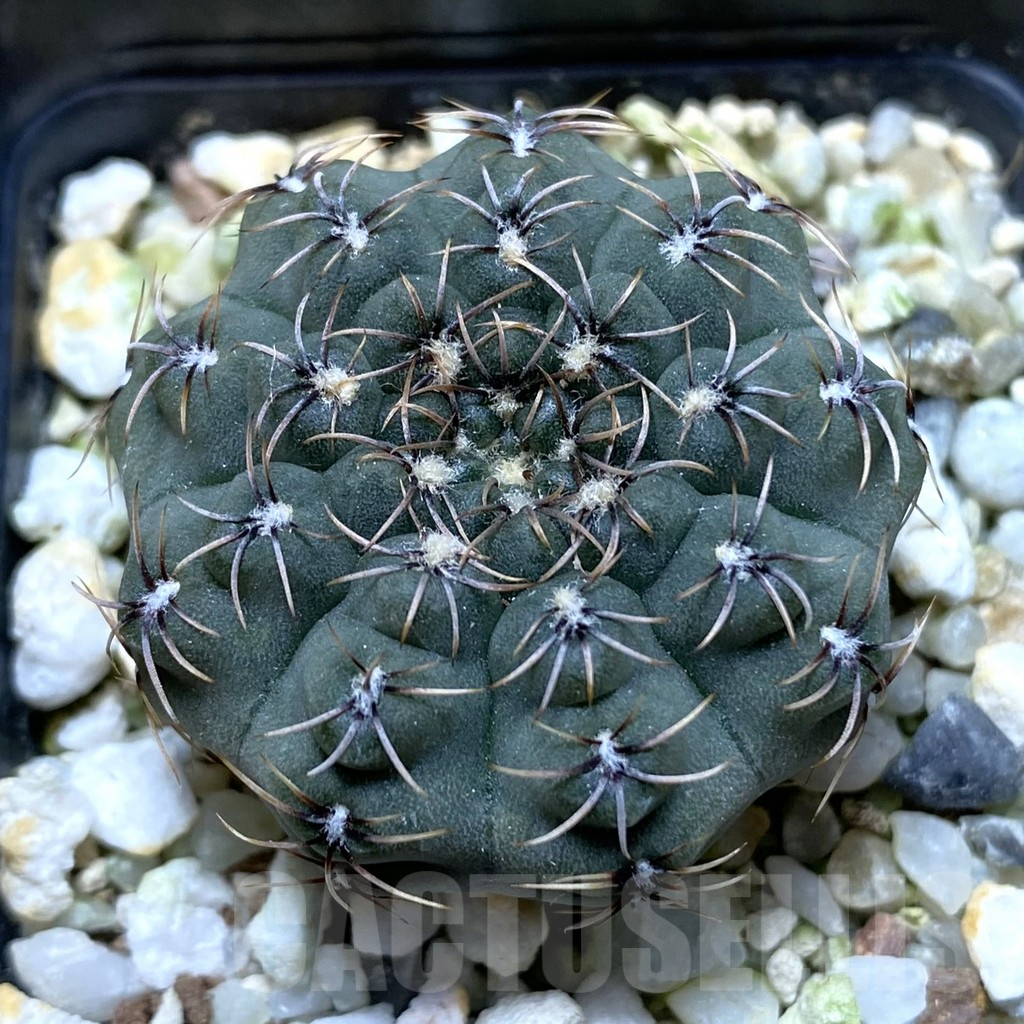 SHPR38287 Gymnocalycium stellatum v. zantnerianum VG 342