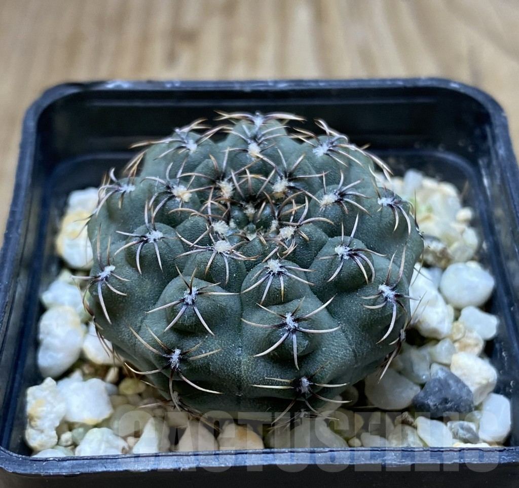 SHPR38287 Gymnocalycium stellatum v. zantnerianum VG 342 - Image 2