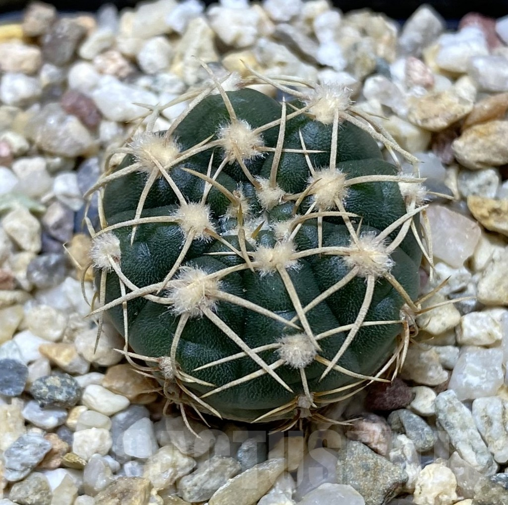 SHPR38288 Gymnocalycium uruguayense v. roseiflorum VG 454