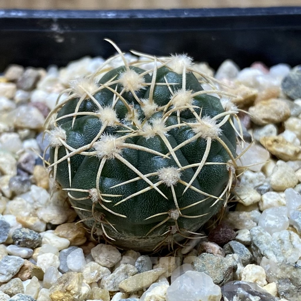 SHPR38288 Gymnocalycium uruguayense v. roseiflorum VG 454 - Image 2