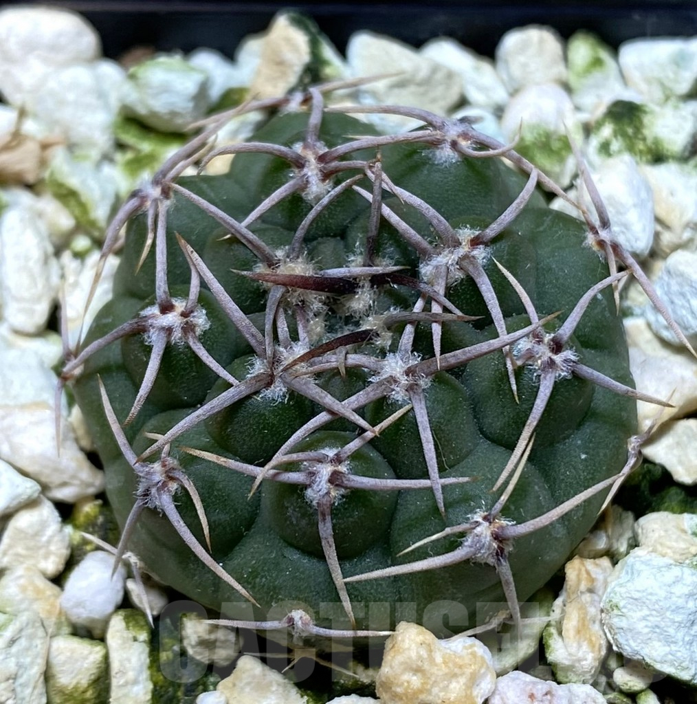 SHPR38289 Gymnocalycium ochoterenae VG 250
