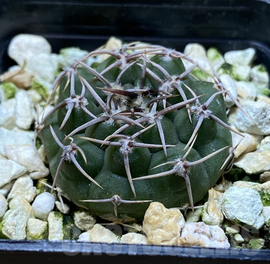 SHPR38289 Gymnocalycium ochoterenae VG 250 - Image 2