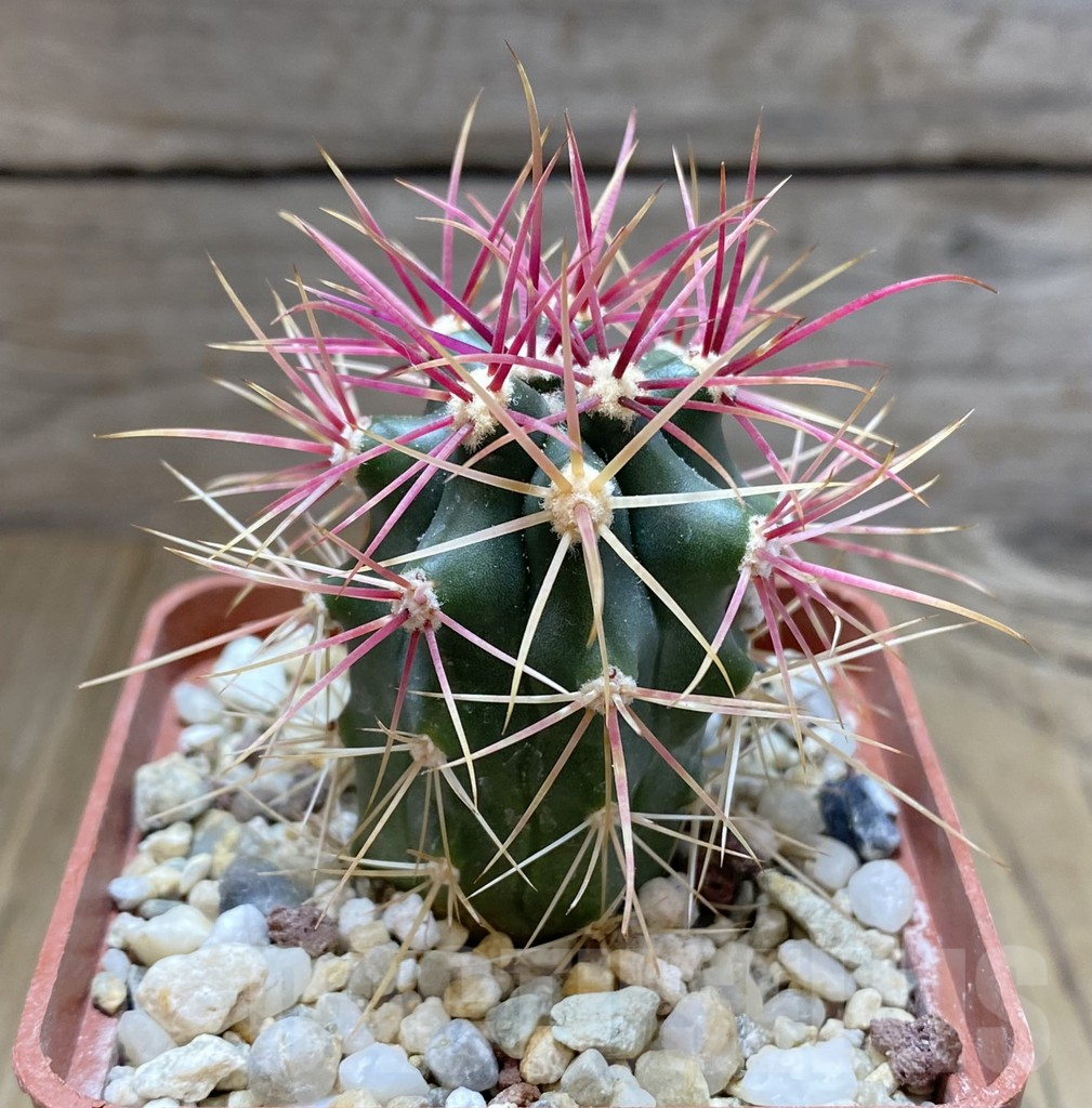 SHPR38262 Ferocactus gracilis -Punta Prieta- – Image 2