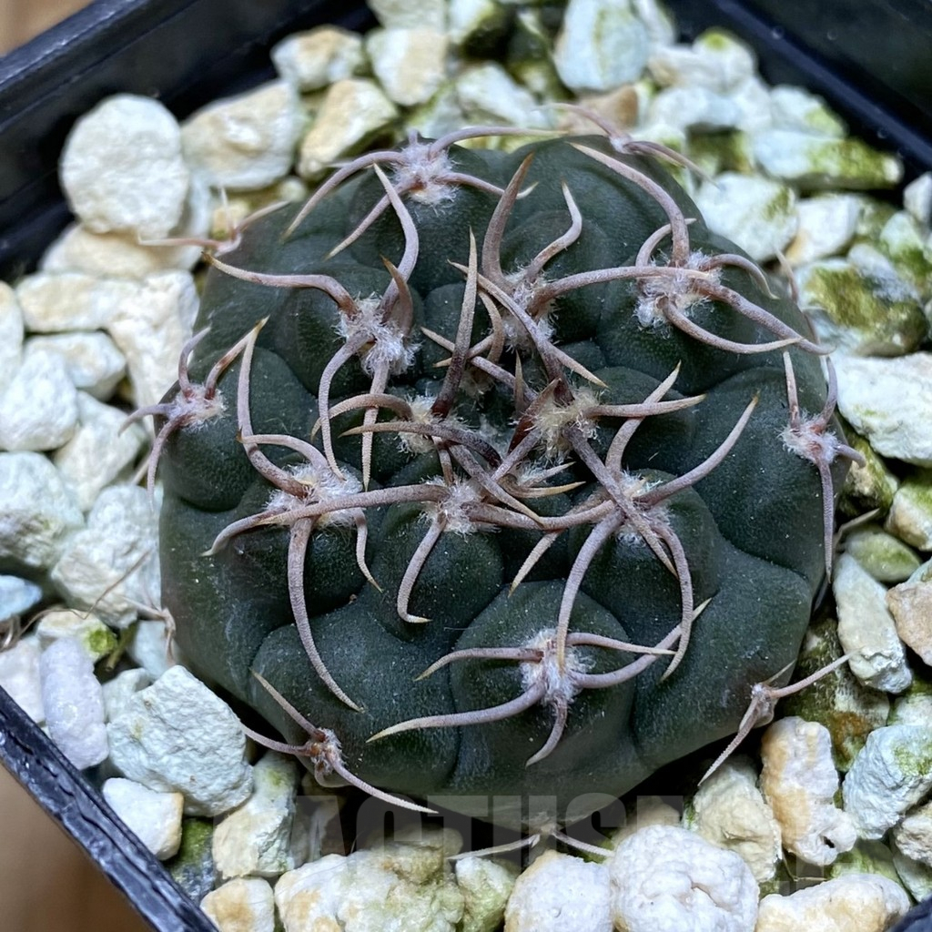 SHPR38290 Gymnocalycium ochoterenae VG 250