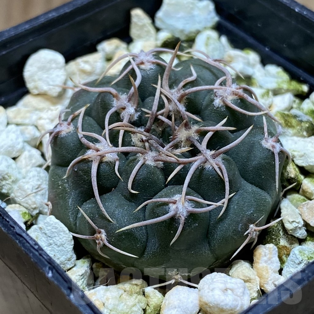 SHPR38290 Gymnocalycium ochoterenae VG 250 - Image 2