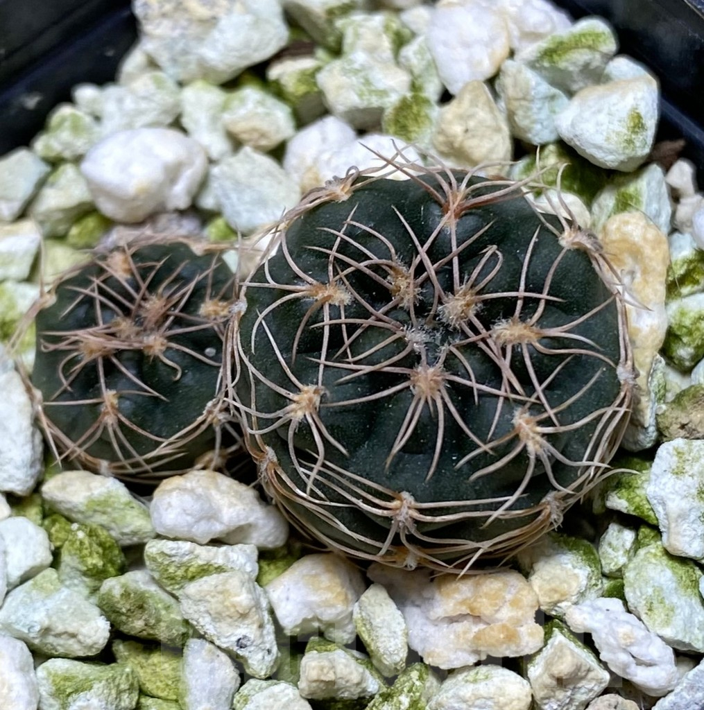 SHPR38291 Gymnocalycium parvulum ssp. agnesiae
