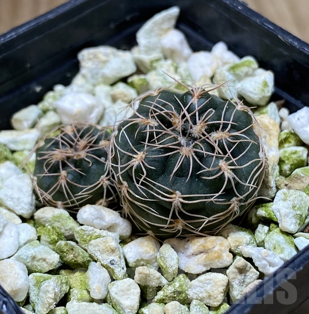SHPR38291 Gymnocalycium parvulum ssp. agnesiae – Image 2
