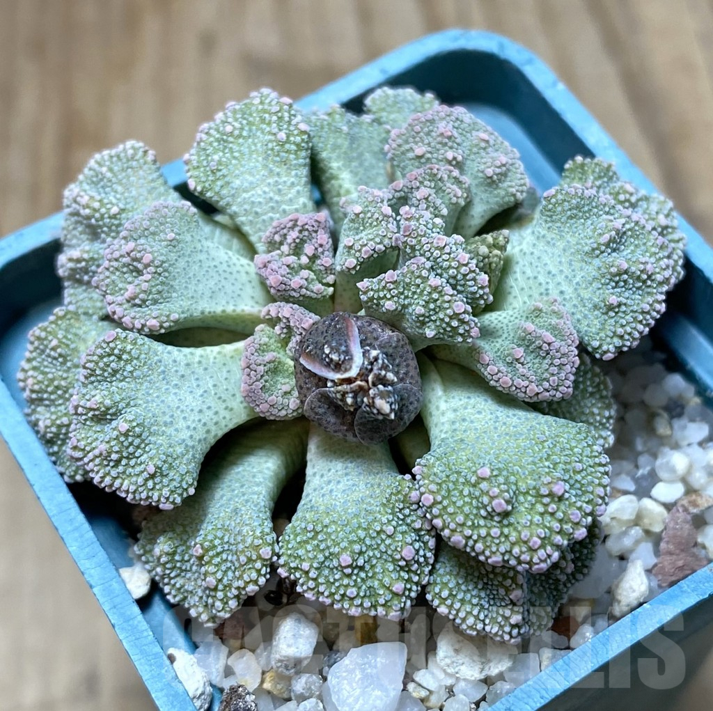 SHPR38409 Titanopsis calcarea SB1111