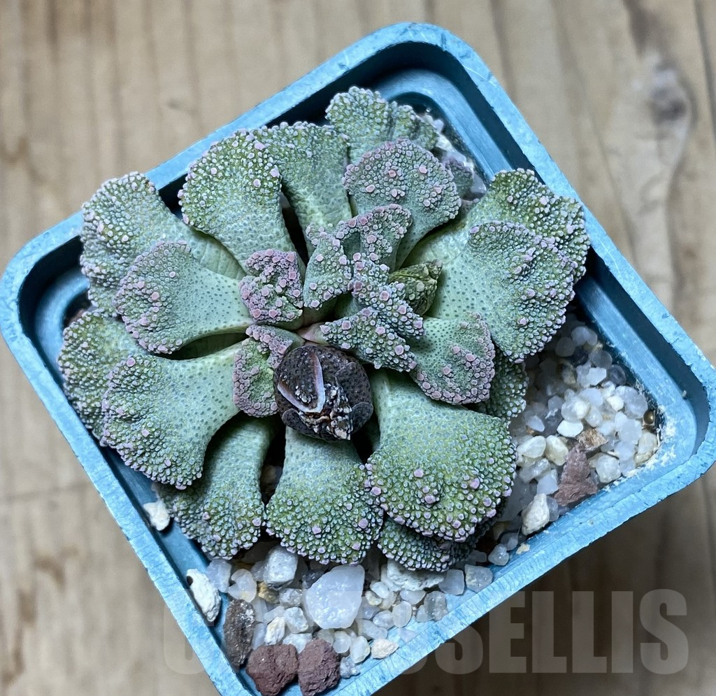 SHPR38409 Titanopsis calcarea SB1111 - Зображення 2