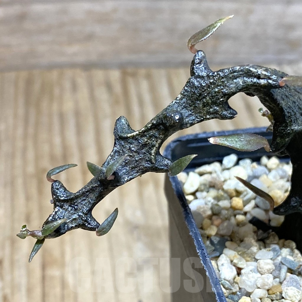 SHPR38410 Ceropegia armandii