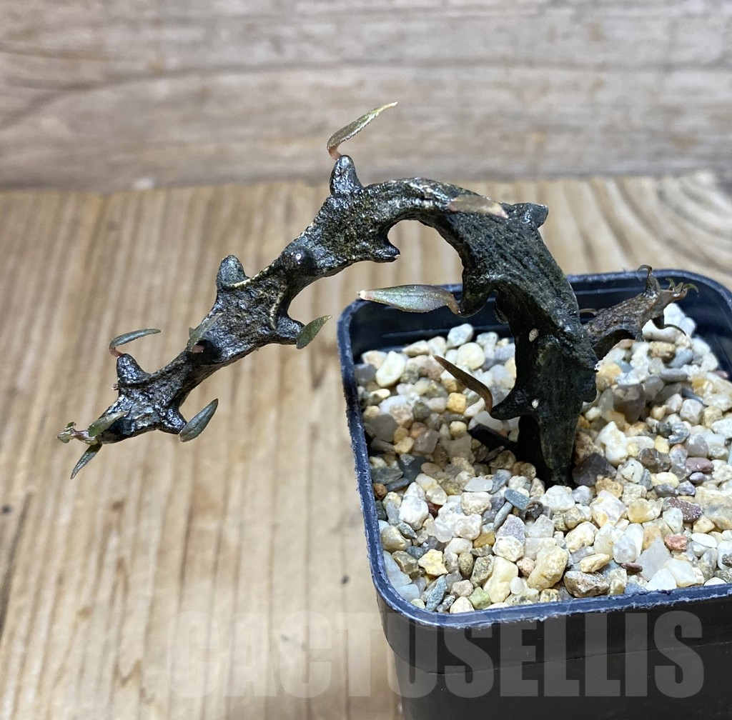 SHPR38410 Ceropegia armandii - Imagen 2