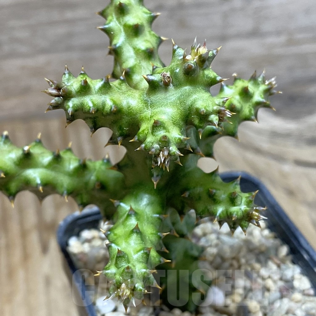 SHPR38413 Edithcolea grandis