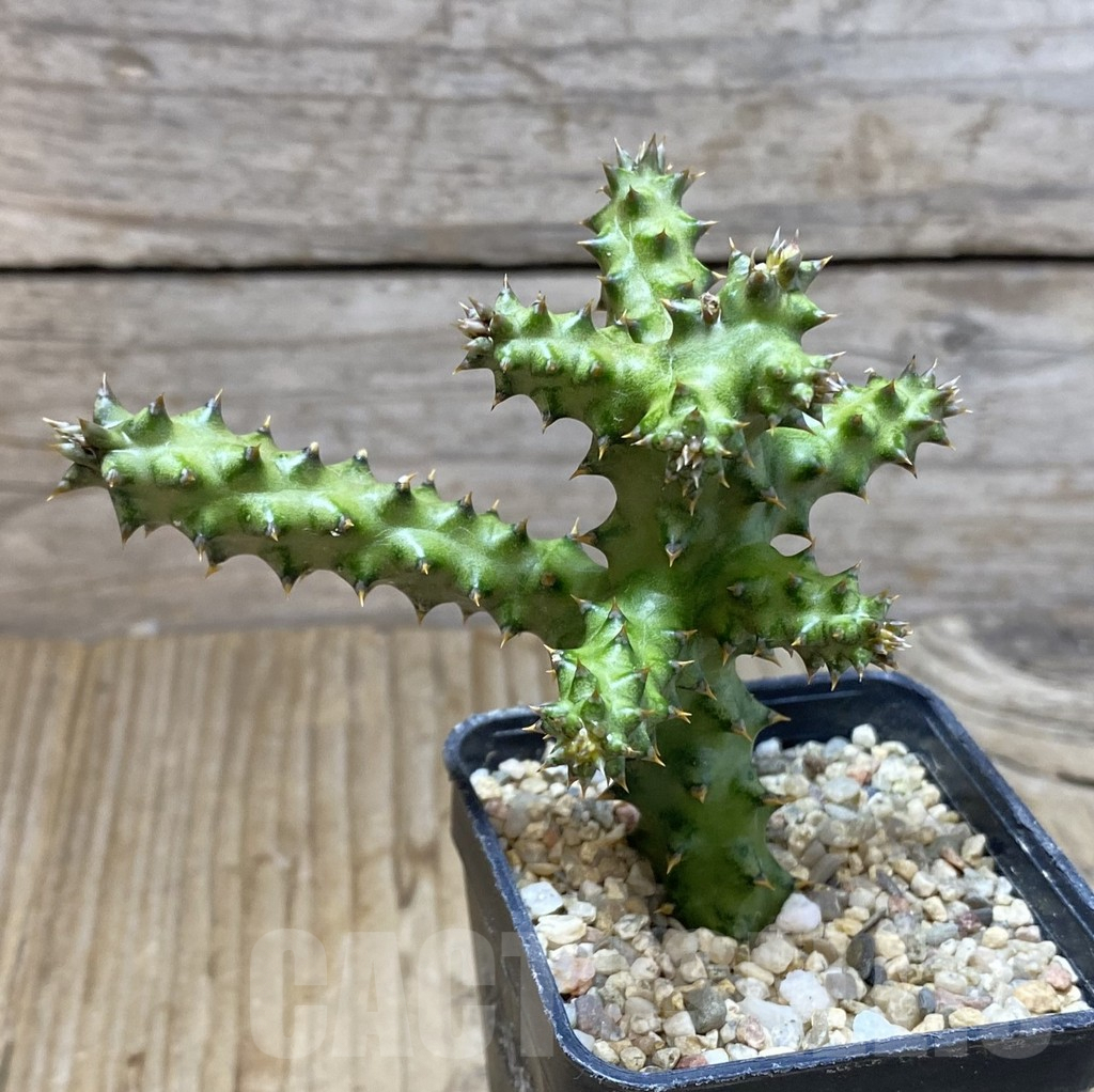 SHPR38413 Edithcolea grandis – Bild 2