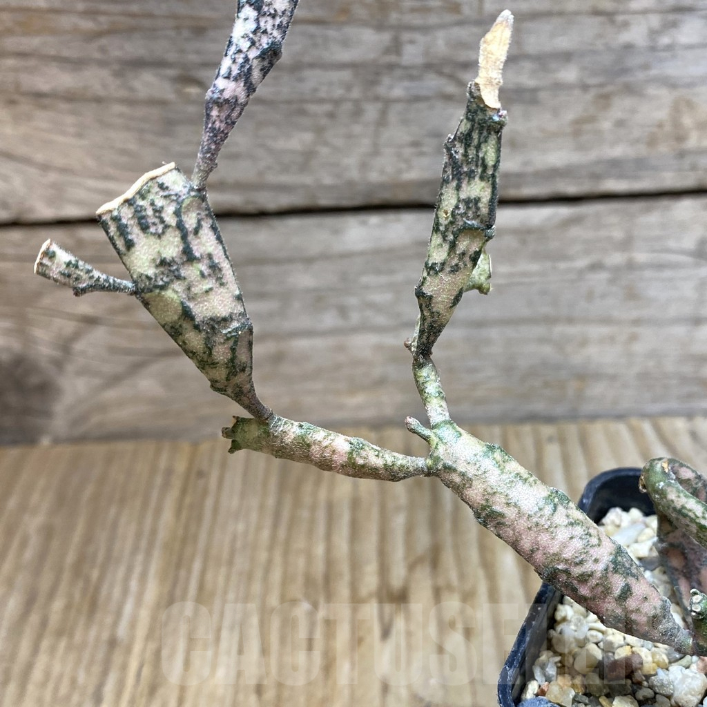 SHPR38415 Euphorbia platyclada