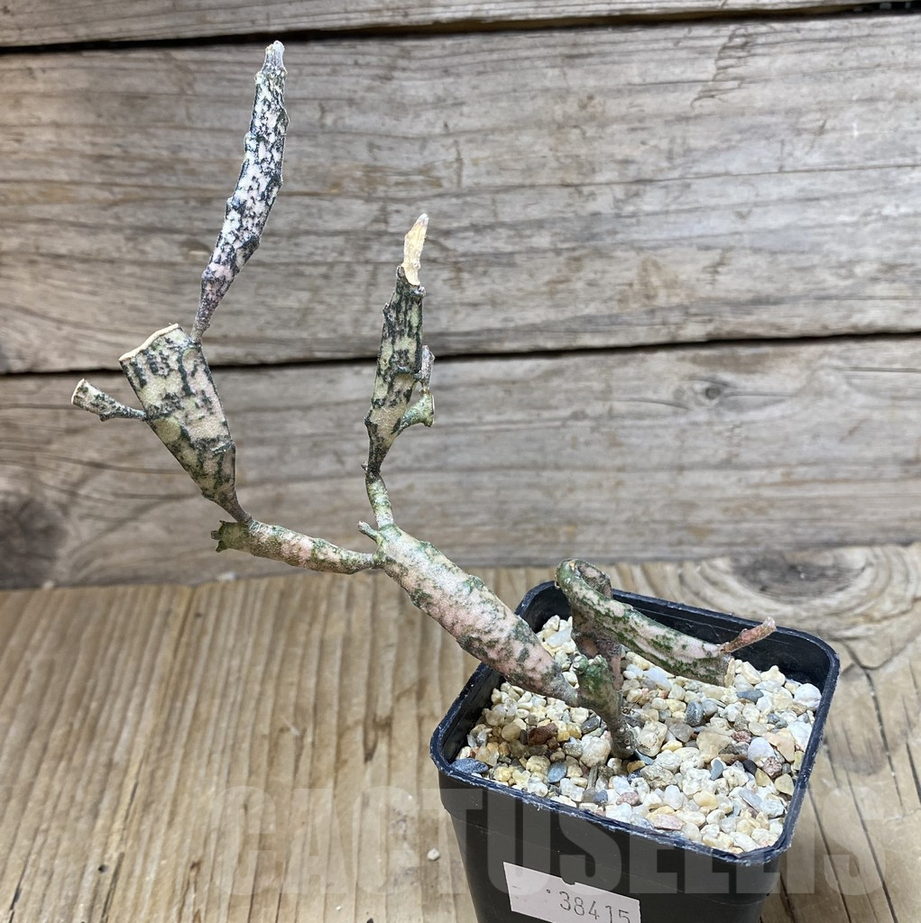 SHPR38415 Euphorbia platyclada - Obrázek 2