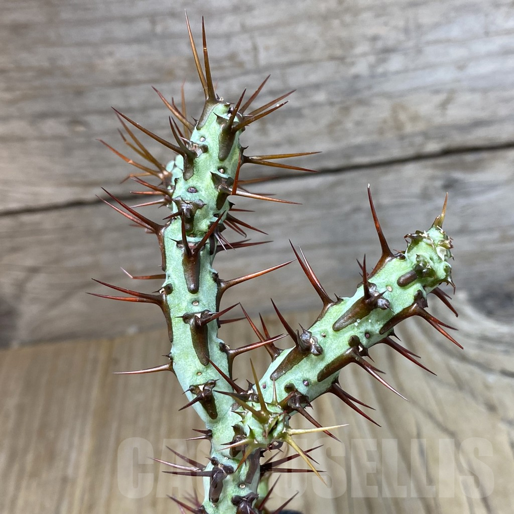 SHPR38416 Euphorbia aeruginosa Typ3