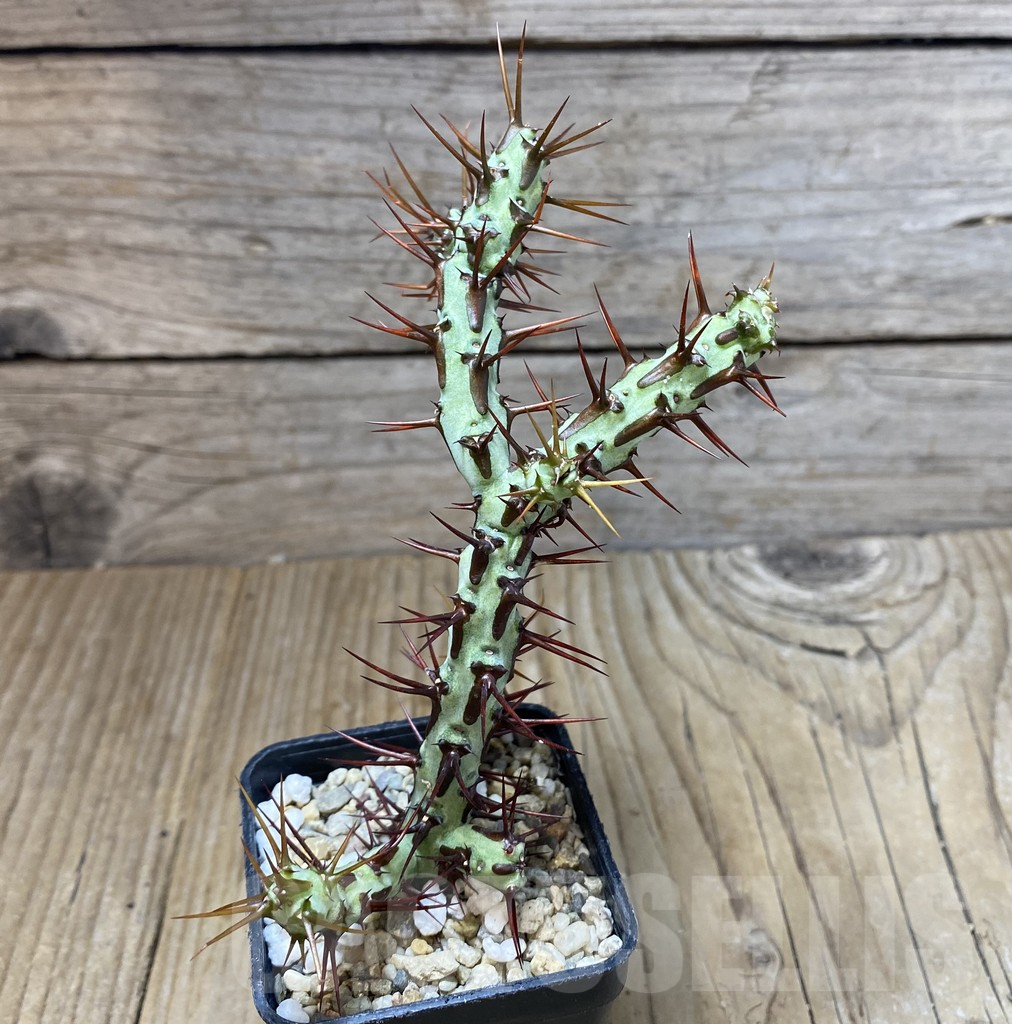 SHPR38416 Euphorbia aeruginosa Typ3 - Image 2