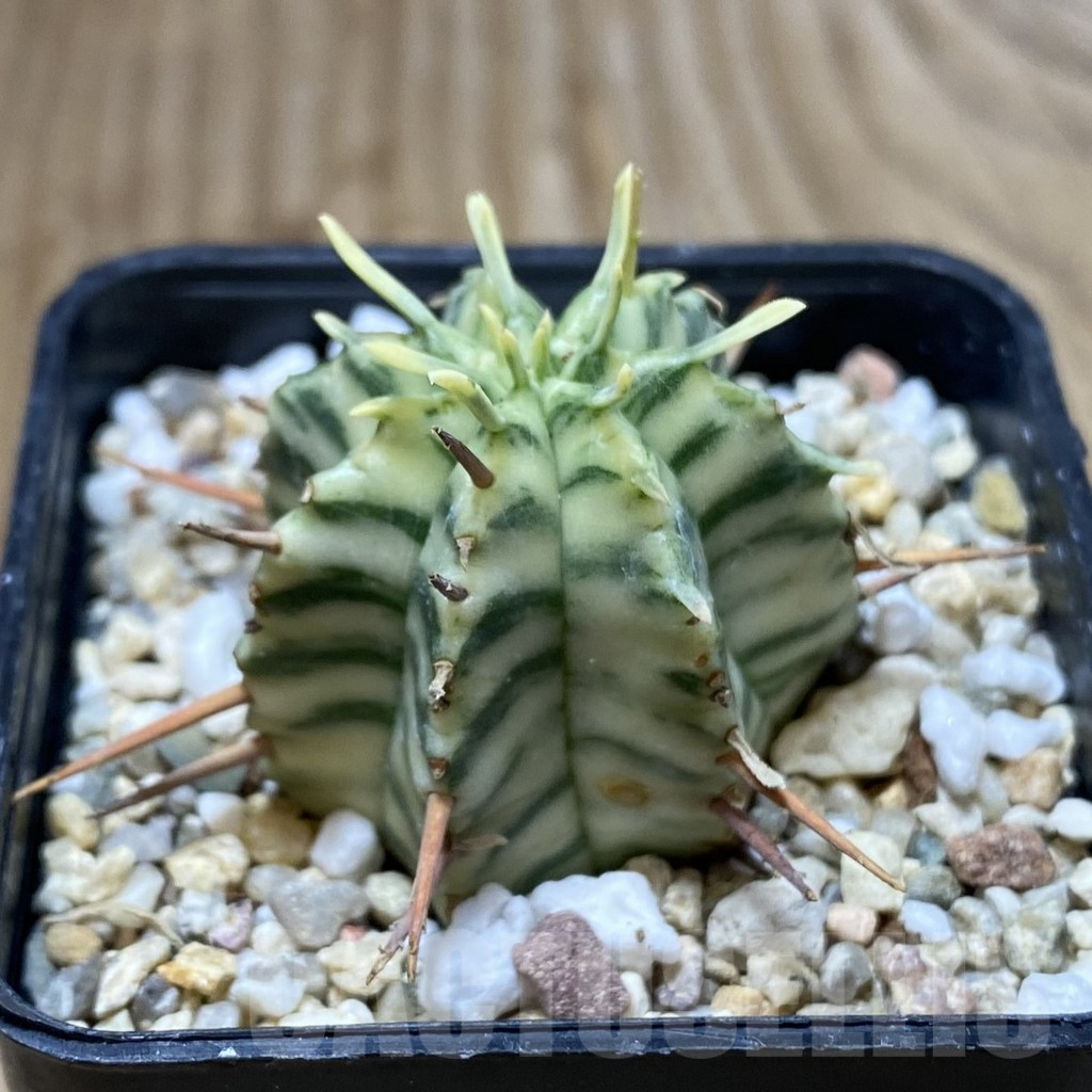 SHPR38417 Euphorbia meloformis f. variegata - Obrázek 2