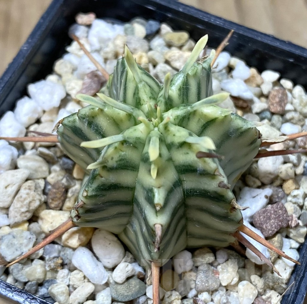 SHPR38417 Euphorbia meloformis f. variegata