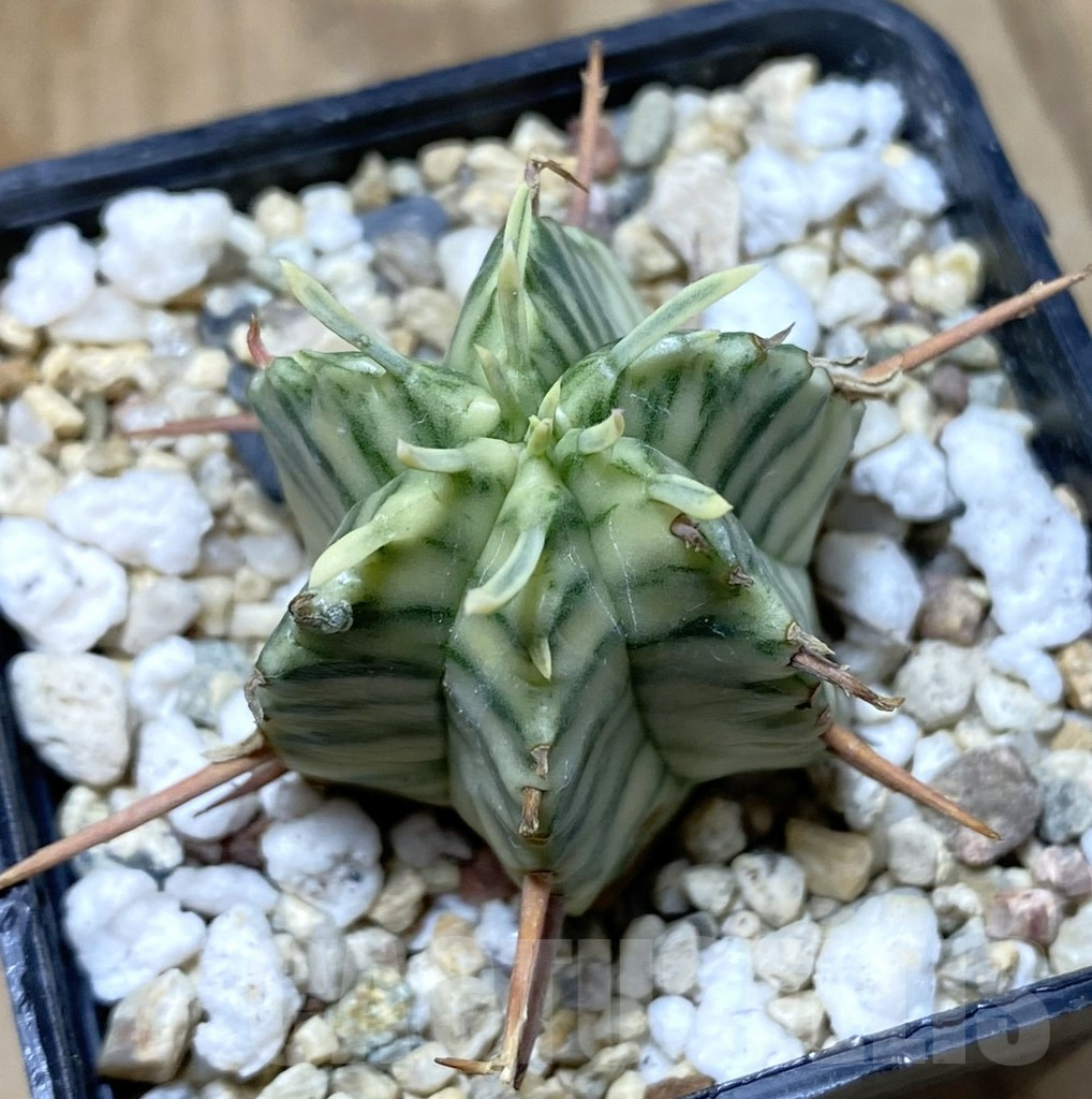 SHPR38418 Euphorbia meloformis f. variegata