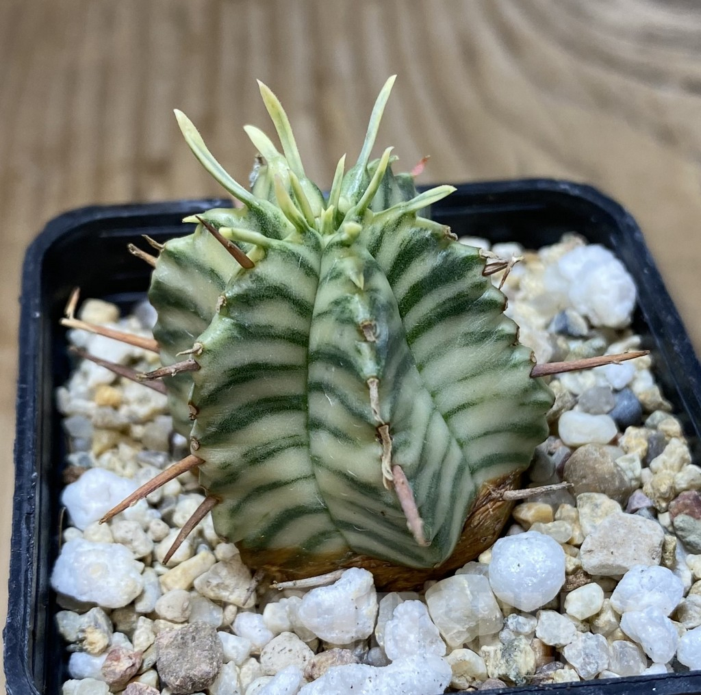 SHPR38418 Euphorbia meloformis f. variegata - Image 2
