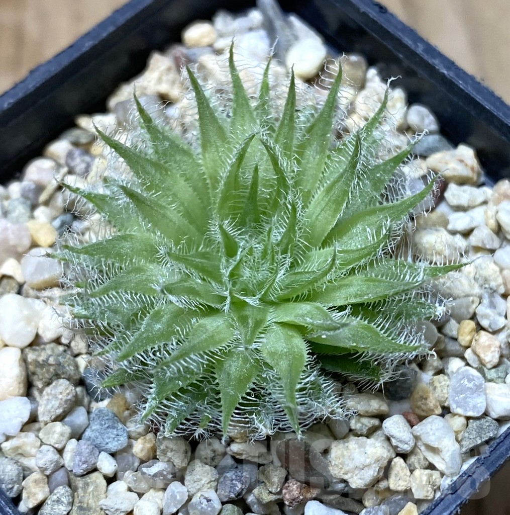 SHPR38419 Haworthia capillaris