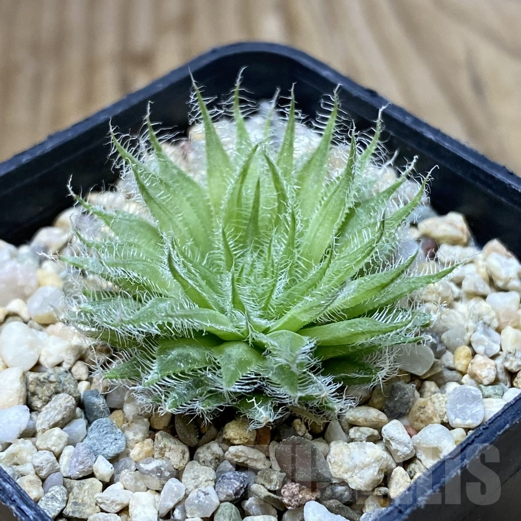 SHPR38419 Haworthia capillaris – Bild 2