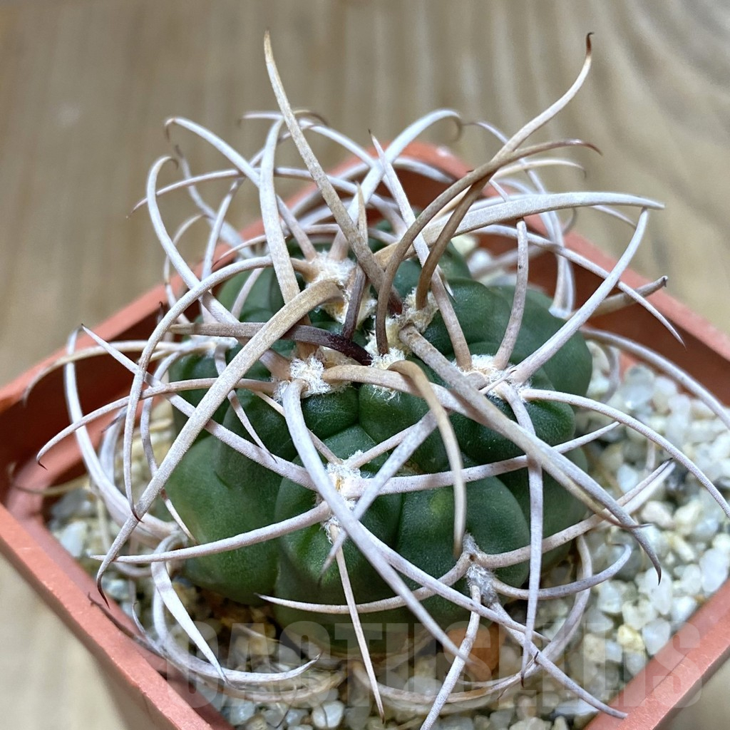 SHPR38380 Gymnocalycium catamarcense v. ensispinum