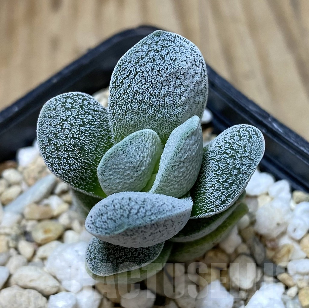 SHPR38421 Crassula tecta