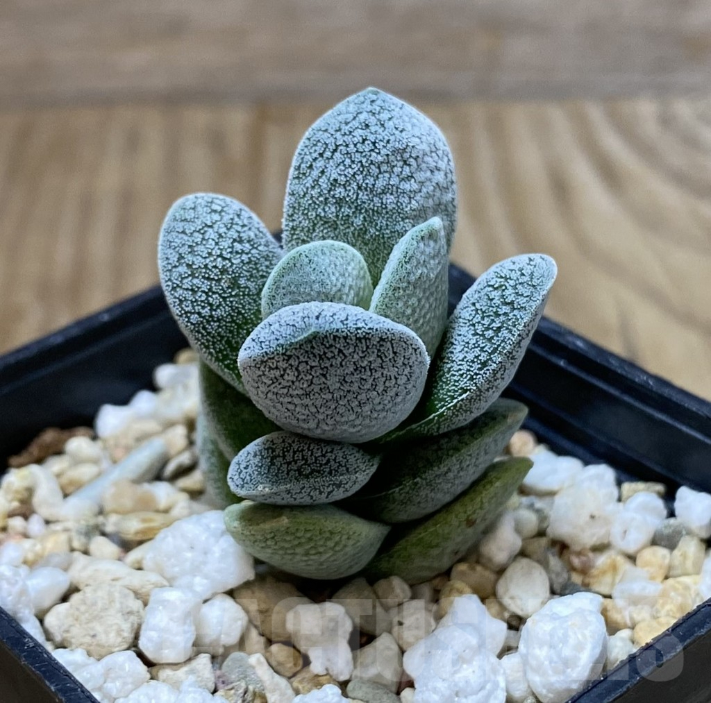 SHPR38421 Crassula tecta - Obrázek 2