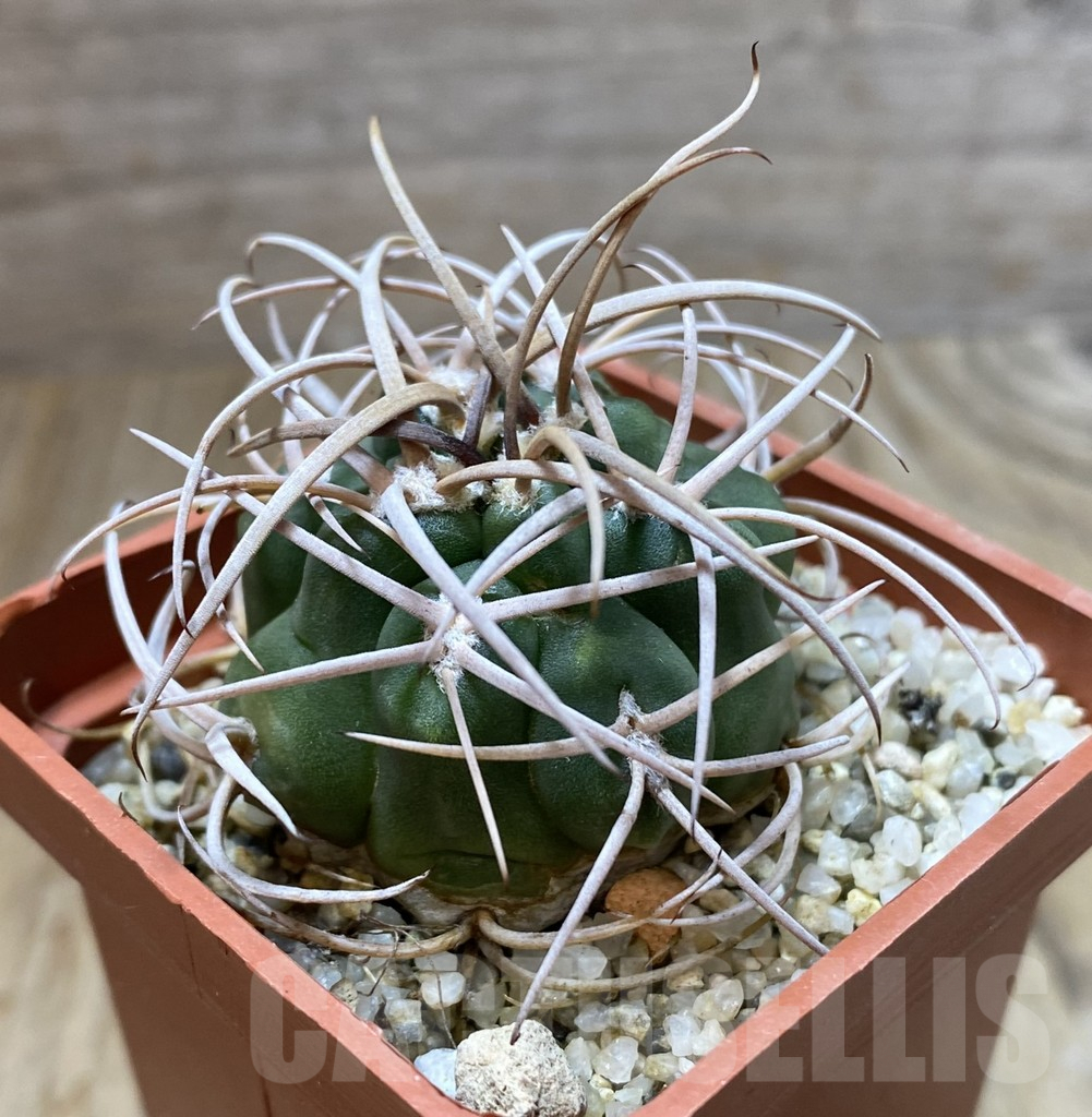 SHPR38380 Gymnocalycium catamarcense v. ensispinum - Image 2